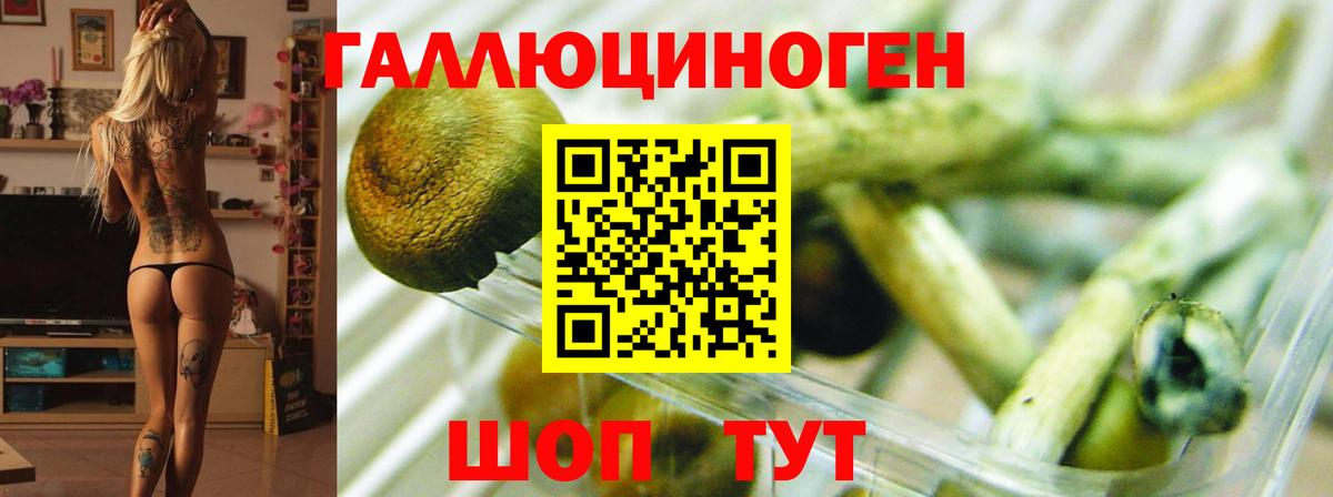 Галлюциногенные грибы Psilocybine cubensis Ржев